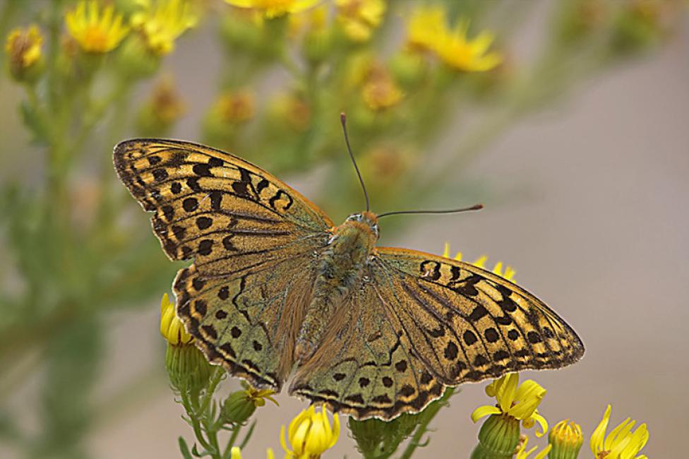 Nacarada (P. pandora) Hembra